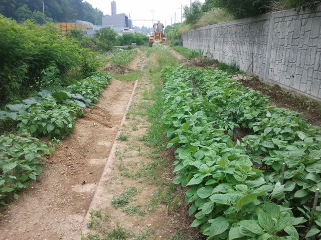 Between the vegetables the rails can be seen. To the right is the trackbed of the commuter line, up ahead is part of the construction site of the new interchange between the two commuter lines.