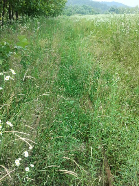 This picture tour starts at the Choji Road (초지로). At this point the track is still there, but the grass has pretty much overgrown everything and only from a close distance can the tracks still be seen.